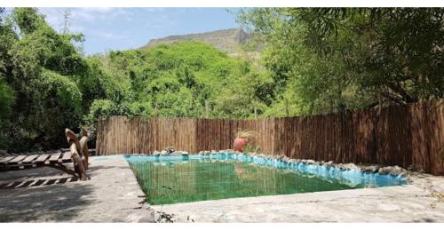 a dog standing in front of a swimming pool at Lake Natron Tented Camp in Mtowabaga