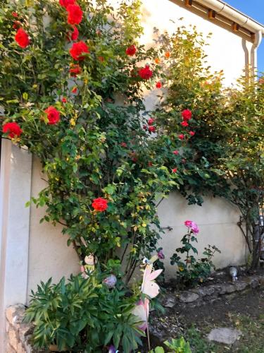 a bunch of red roses growing on a wall at Charmant studio avec terrasse à Chenou, 20 m² in Chenou