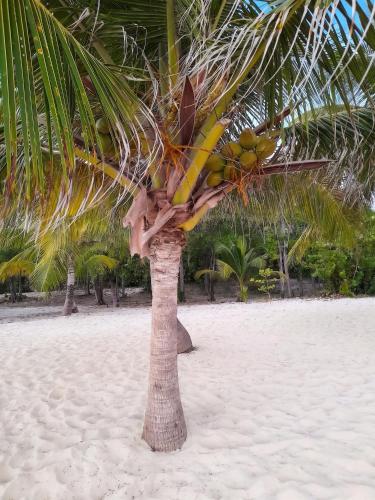 a palm tree on a beach with a bunch of fruit at Studio confortable à Capesterre-de-Marie-Galante - 20 m² in Capesterre