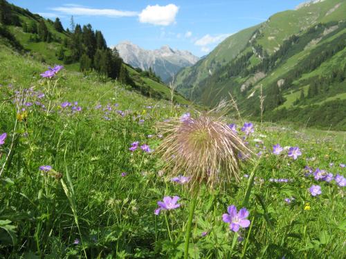 a field of purple flowers on a hill with mountains at Ferienwohnungen Schlichtherle in Bach
