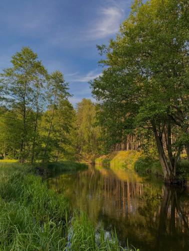 a river with trees reflecting in the water at DOM POD STRZECHĄ, NAD RZEKĄ - 200m2 in Swornegacie
