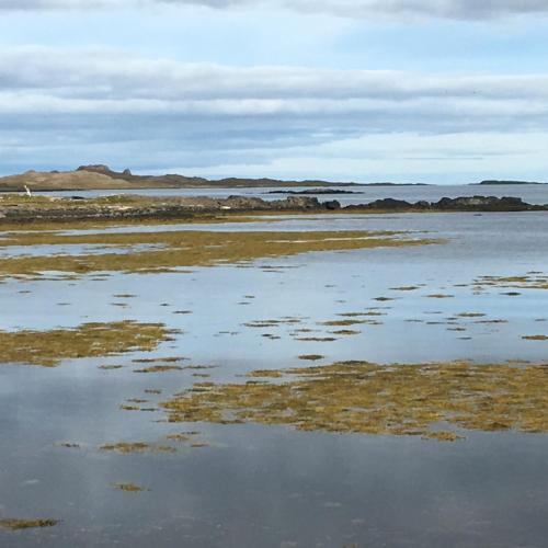 a large body of water with grass and rocks at Borgir - The House by the Sea in Borgir