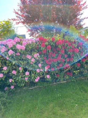 a rainbow over a flower garden with pink flowers at Cozy Room With King-sized Bed in Richmond