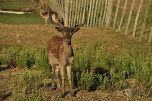 a gazelle standing in a field next to a fence at Cabañas Valle de los Ciervos in Tandil