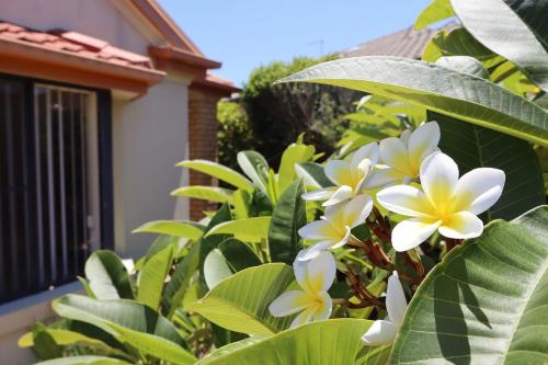 a bush with white and yellow flowers in front of a house at Oceania Cottage- Pet Friendly -Stone Real Estate Yamba in Yamba