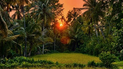 a forest of palm trees with the sunset in the background at Luminosium Nature Retreat & Heritage Forest Garden in Pannala