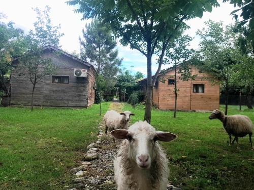 a group of sheep standing in a grass field at Tiny houses Genacvale in Martvili
