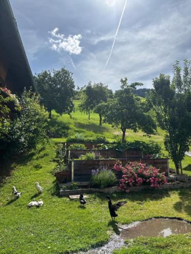 a group of birds standing in the grass near a garden at Hotel Biobauernhof Hinteraltensberg Wildschönau in Auffach