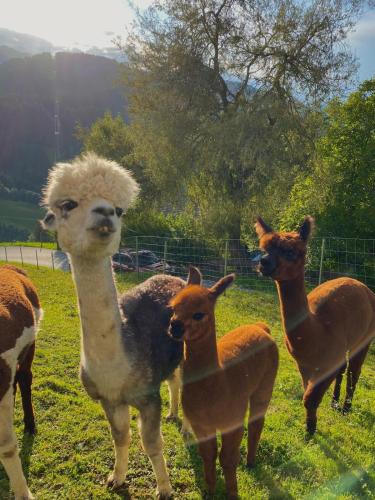a group of llamas standing in a field at Hotel Biobauernhof Hinteraltensberg Wildschönau in Auffach