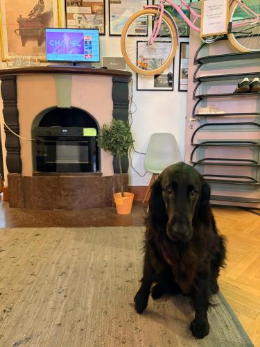a black dog sitting in a living room with a fireplace at OW, by A&J - Familj & Bilen & Hunden - Liseberg & Avenyn! in Gothenburg