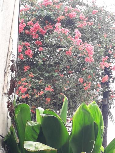 a bush with pink flowers in front of a building at SDQ apartamentos in Cancino
