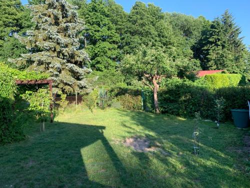 a garden with a large tree in the grass at Dacza Warmińska, domek letniskowy na jeziorem in Sząbruk