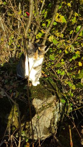 a cat sitting on a rock in the bushes at Haus Silke in Silbertal