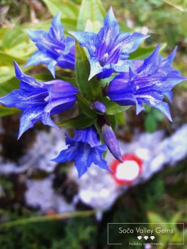 a close up of blue flowers on a plant at Luxurious RUBY Apartment with SAUNA in Kobarid