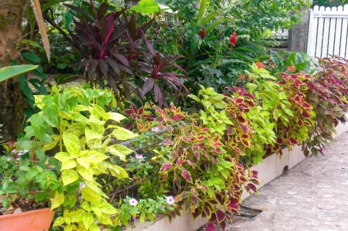 a row of flowers and plants in a garden at Appartement de charme à Port-Louis, 35 m², jardin privé in Port-Louis