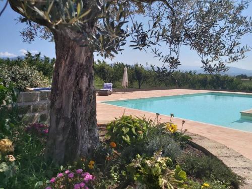 a swimming pool with a tree next to a tree at Exquisite Retreat in Segni in Colleferro