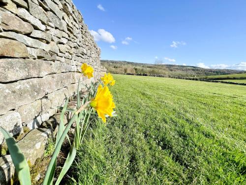 a group of yellow flowers next to a stone wall at Henrys Haunt-Rxx8 in Stanton in Peak
