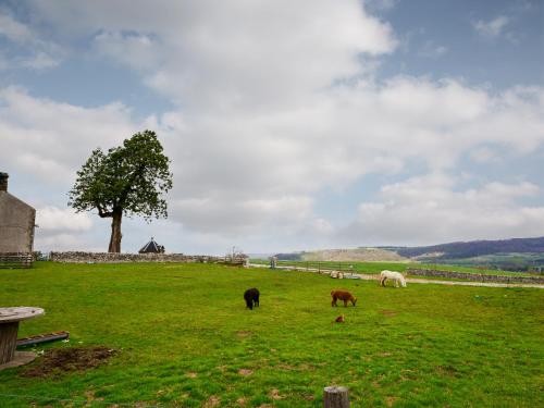a group of animals grazing in a field at Haddon Cottage - Uk40270 in Bakewell