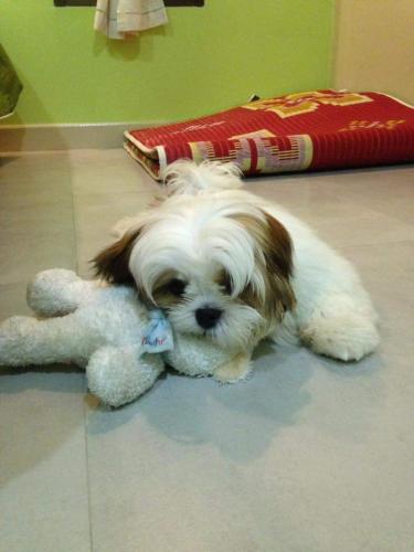 a dog laying on the floor with a teddy bear at The House at Pranburi in Pran Buri