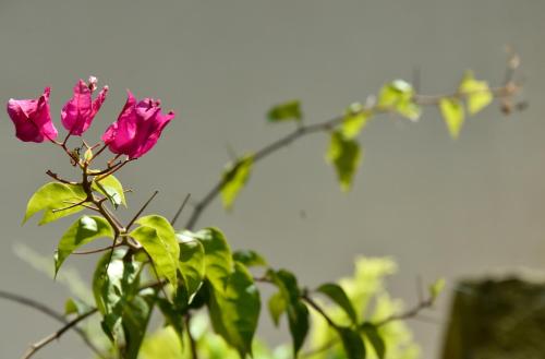 a pink flower in a vase on a plant at Garden Inn in Mirissa