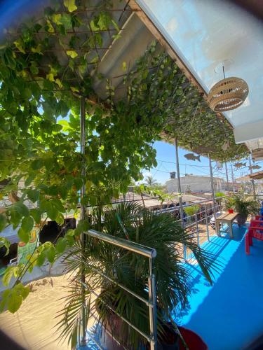 a room with plants hanging from the ceiling at Ramos de mar in Rincón