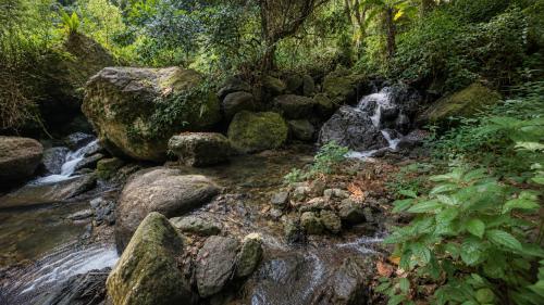 a stream of water with rocks in a forest at Finca Ki' - Eco Farm Stay Bed & Breakfast - El Yunque Region in Naguabo