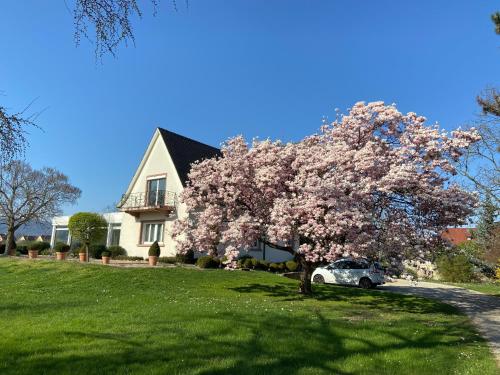 a flowering tree in front of a house with a car at Cosy Carré in Sélestat