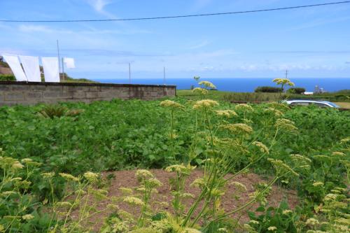 a field of plants with the ocean in the background at Casa das Brisas Matinais in Conceição