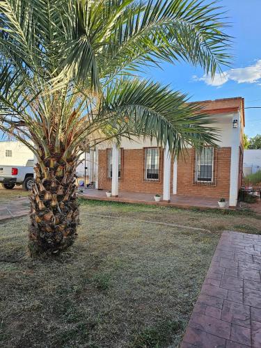 a palm tree in front of a building at Alberca Privada a 15min del centro de la ciudad in Chihuahua