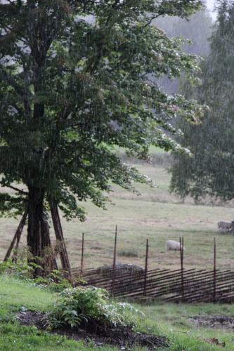 a tree in a field with a fence and two sheep at Lövås Gård Koppera in Charlottenberg