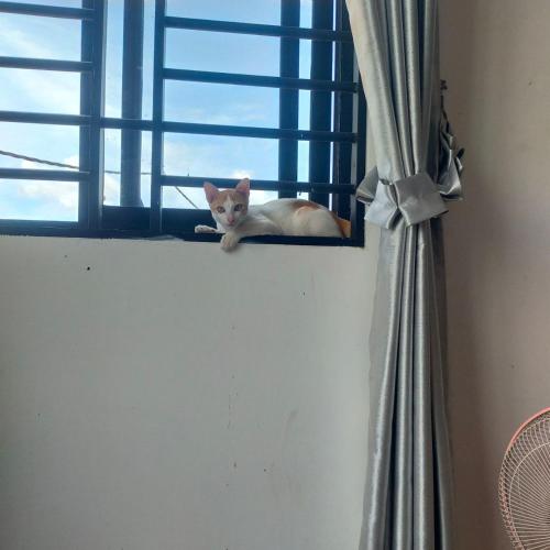 a cat is sitting in a window sill at The Y Shop in Phumĭ Bŏs Tarĕt