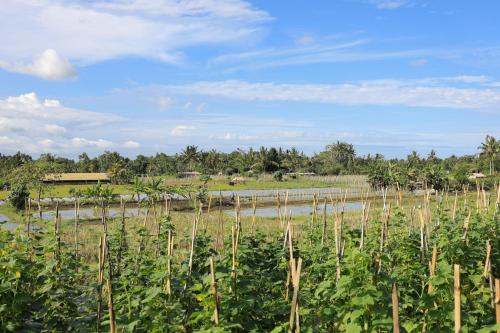 a field of soybean plants in a field at Bee Camp Bedugul by AGATA in Bedugul
