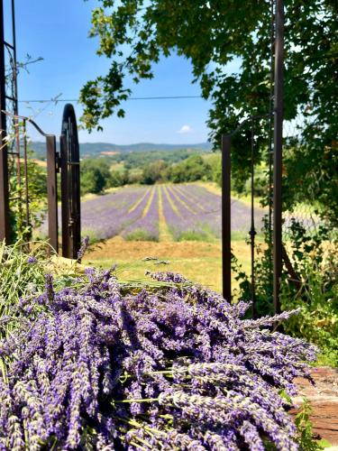 a field of purple flowers in front of a fence at Agriturismo CasaViVa in Pozzo