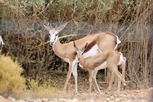 two gazelles standing next to each other at Grysbok Self Catering Accommodation in Oudtshoorn