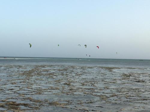 a group of birds flying over the ocean at Pole Pole Beach House in Watamu