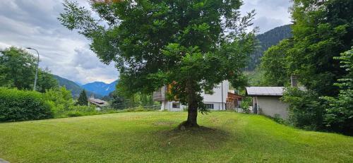 a tree in the middle of a yard with a house at Casa Monego in Fusine