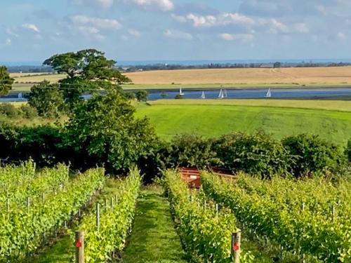 a green field with a row of vines at Holly No2 - Uk49254 in Althorne