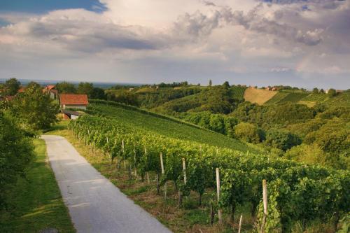 a road in a vineyard with a bunch of vines at Turistična kmetija Dervarič in Ljutomer