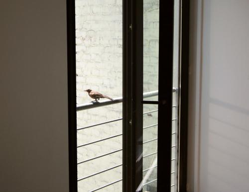 a bird is sitting on a window sill at Chelsea Hotel in Cologne