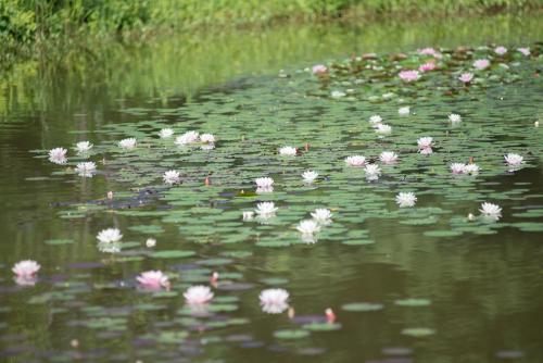 a bunch of pink flowers floating on the water at Parkwohnstift Bad Kissingen in Bad Kissingen