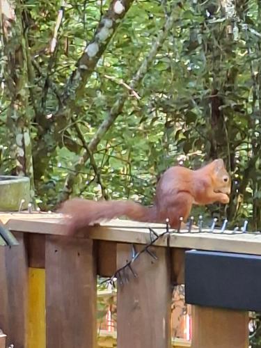 a toy squirrel sitting on top of a table at Boshuis Nos Bohio Durbuy in Durbuy