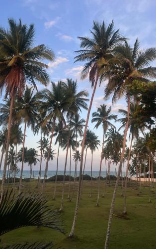 a group of palm trees in a field at Costa lisa in Cabarete