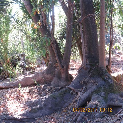 a group of trees in a forest with their roots at Hotel Boutique Quinta Maria in Santa Cruz