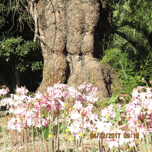 a tree with pink flowers in front of it at Hotel Boutique Quinta Maria in Santa Cruz