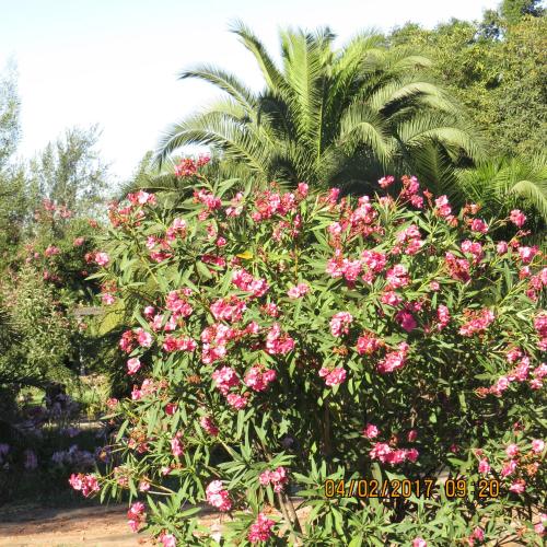 a bush of pink flowers with a palm tree in the background at Hotel Boutique Quinta Maria in Santa Cruz