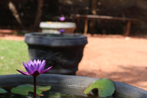 Un jardín fuera de Ama Villa