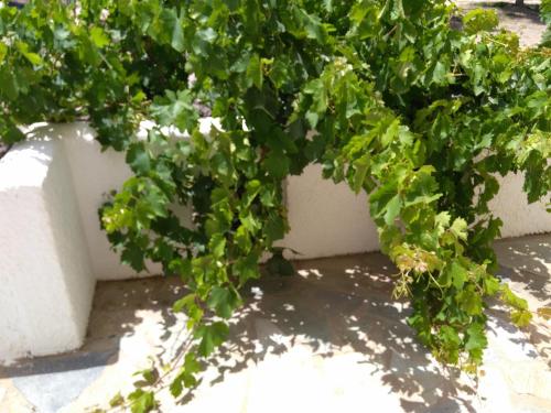 a plant with green leaves next to a wall at Grandes Apartments Kouremenos in Palekastron