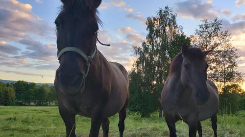 two horses standing next to each other in a field at Dom w Gajówce u podnóża Gór Izerskich in Gajowka