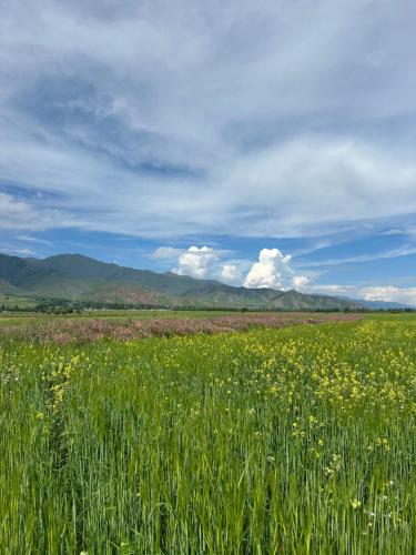 a field of grass and flowers with mountains in the background at Ak-Bulak in Kurmenty