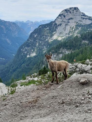 a goat standing on top of a mountain at Apartma Confine in Rateče